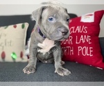 Small Photo #6 American Pit Bull Terrier Puppy For Sale in PALM BCH GDNS, FL, USA