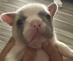 Small Photo #3 French Bulldog Puppy For Sale in MORENO VALLEY, CA, USA