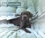 Small #5 Cane Corso