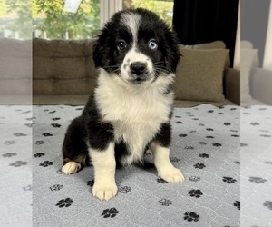 Medium Miniature Australian Shepherd