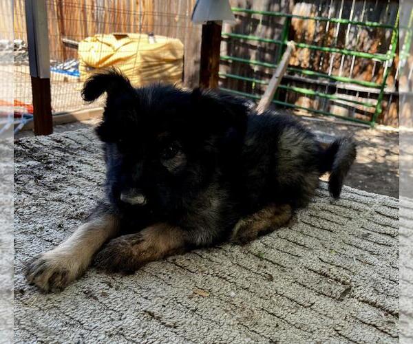 Medium Photo #4 German Shepherd Dog-Unknown Mix Puppy For Sale in Incline Village, NV, USA