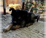 Small #3 German Shepherd Dog Mix