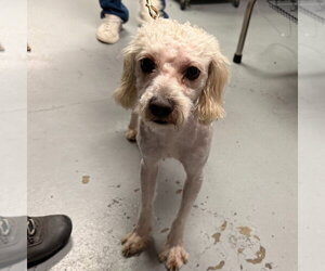 Maltese-Unknown Mix Dogs for adoption in Lawrenceville, NJ, USA