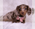 Small #4 Dachshund