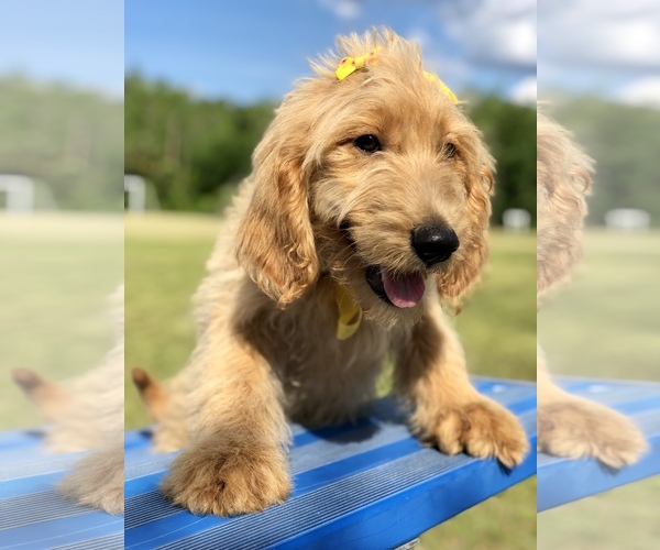 Medium Photo #4 Goldendoodle Puppy For Sale in KISSIMMEE, FL, USA