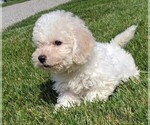 Small Photo #2 Bichon Frise Puppy For Sale in FREDERICKSBURG, OH, USA