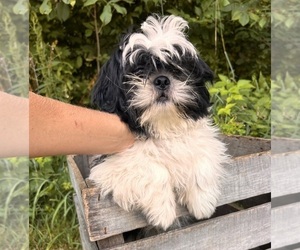 Shih Tzu Puppy for sale in MIDDLEBURY, IN, USA