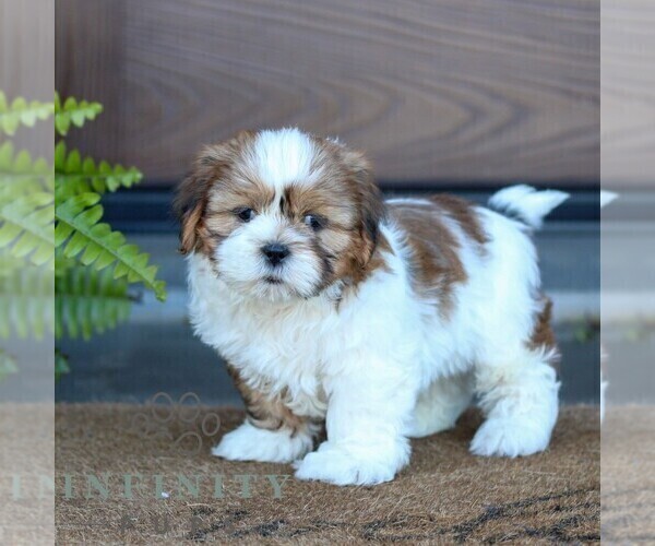 Medium Photo #1 Shih Tzu Puppy For Sale in MORGANTOWN, PA, USA