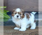 Small Shih Tzu