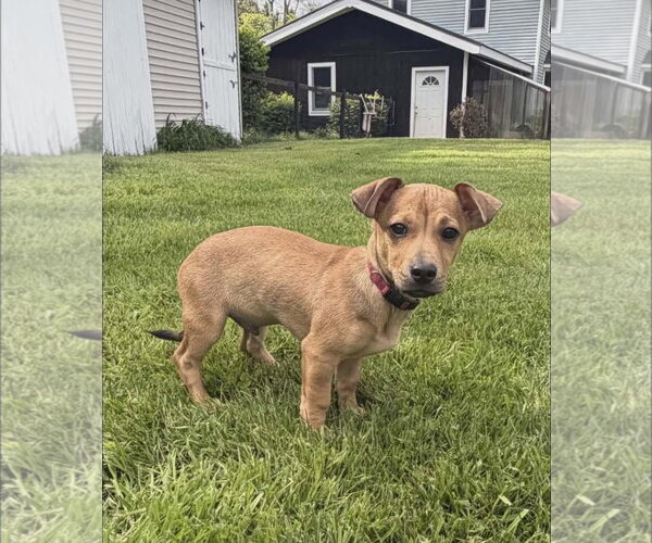 Medium Photo #4 Chihuahua-Unknown Mix Puppy For Sale in Alexander, AR, USA