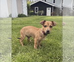Small #3 Chihuahua Mix