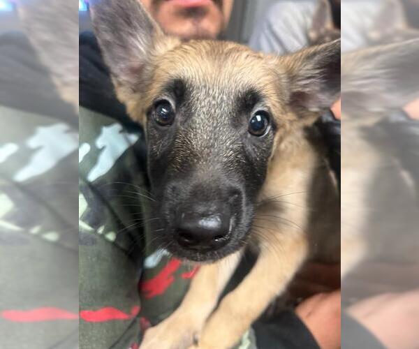 Medium Photo #1 German Shepherd Dog Puppy For Sale in Stockton, CA, USA