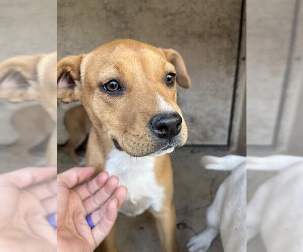 Medium Photo #1 Mutt Puppy For Sale in Oklahoma City, OK, USA