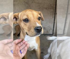 Mutt Dogs for adoption in Oklahoma City, OK, USA