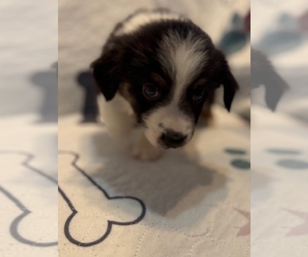 Medium Photo #1 Australian Shepherd Puppy For Sale in WEBSTER, FL, USA
