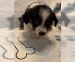 Small Australian Shepherd