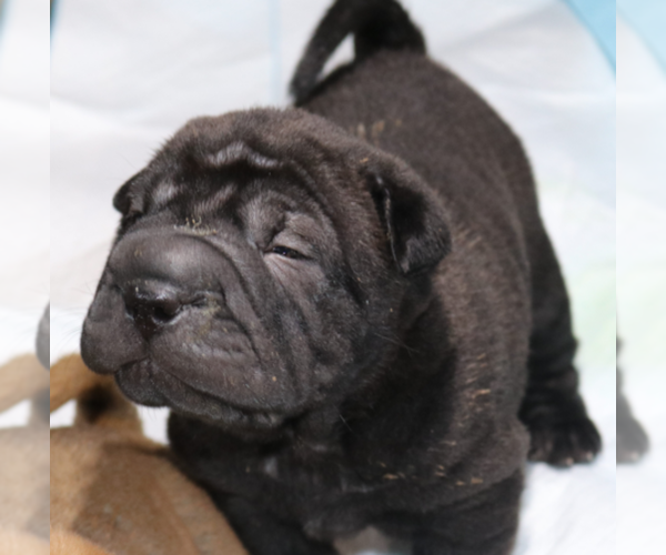 Medium Photo #3 Chinese Shar-Pei Puppy For Sale in MOHAVE VALLEY, AZ, USA