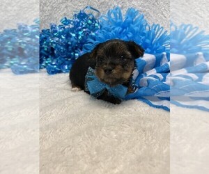 Yorkshire Terrier Puppy for sale in TALALA, OK, USA