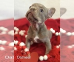Puppy Oatmeal French Bulldog