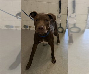 Mutt Dogs for adoption in San Bernardino, CA, USA