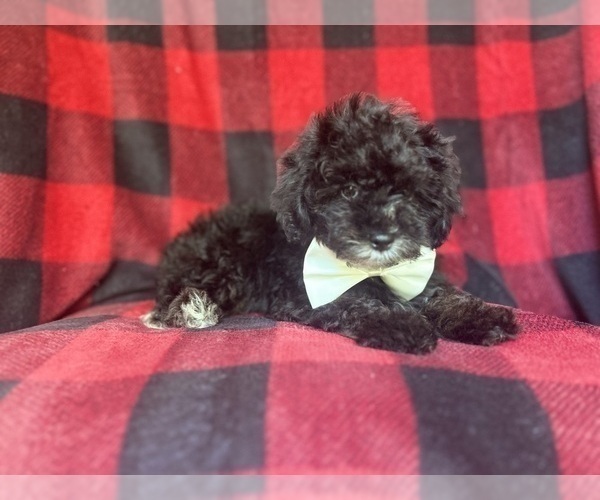 Medium Photo #5 YorkiePoo Puppy For Sale in LAKELAND, FL, USA