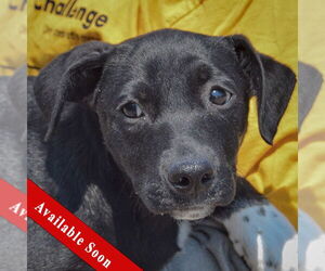 American Staffordshire Terrier-Unknown Mix Dogs for adoption in Huntley, IL, USA