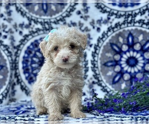 Goldendoodle (Miniature) Puppy for sale in LANCASTER, PA, USA
