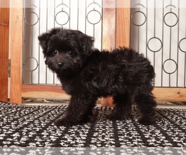 Medium Photo #3 Aussiedoodle Toy Puppy For Sale in NAPLES, FL, USA