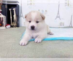 Shiba Inu Puppy for sale in SACRAMENTO, CA, USA