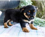 Small #5 Yoranian