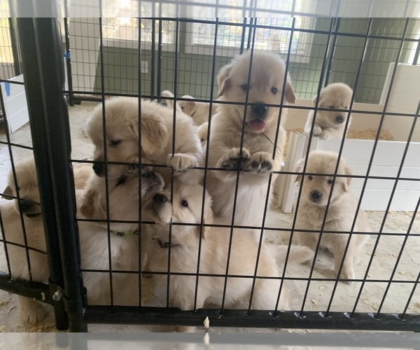 Medium Photo #7 Golden Retriever Puppy For Sale in AUMSVILLE, OR, USA