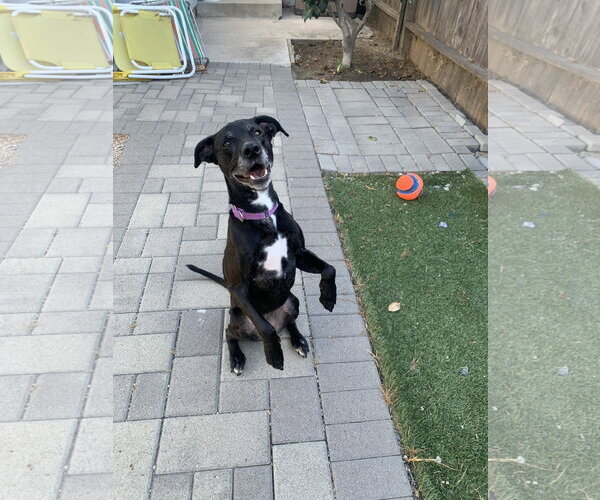 Medium Photo #1 Labrador Retriever-Unknown Mix Puppy For Sale in San Diego, CA, USA