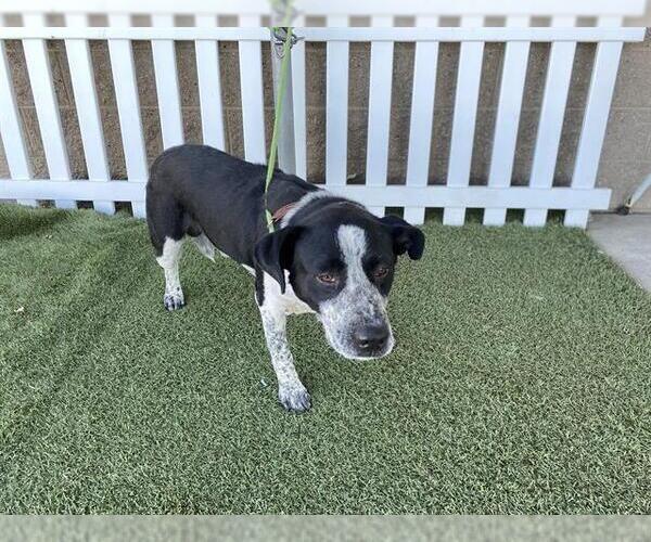 Medium Photo #1 Mutt Puppy For Sale in Modesto, CA, USA