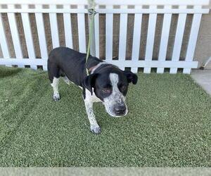 Mutt Dogs for adoption in Modesto, CA, USA