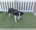 Small Mutt