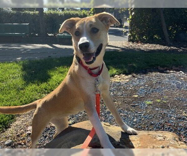 Medium Photo #1 Labrador Retriever-Unknown Mix Puppy For Sale in Martinez, CA, USA