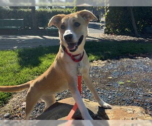 Labrador Retriever-Unknown Mix Dogs for adoption in Martinez, CA, USA