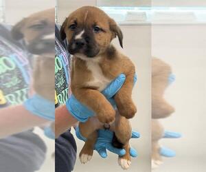 American Staffordshire Terrier-Unknown Mix Dogs for adoption in San Antonio, TX, USA