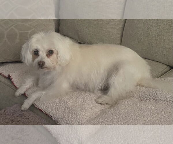 Medium Photo #4 Maltese Puppy For Sale in Fort Wayne, IN, USA