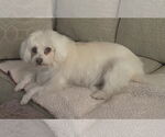 Small #3 Maltese