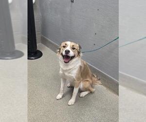 Australian Shepherd-Unknown Mix Dogs for adoption in Las Vegas, NV, USA