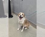 Small Australian Shepherd Mix