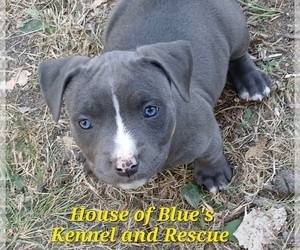 American Pit Bull Terrier Puppy for Sale in DELAWARE, Ohio USA