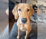 Small #3 Golden Retriever
