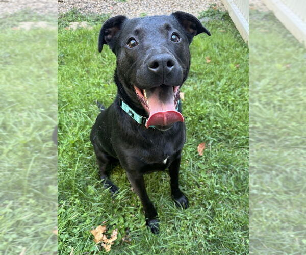 Medium Photo #5 American Staffordshire Terrier-Labrador Retriever Mix Puppy For Sale in Brewster, NY, USA