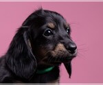 Small Photo #38 Dachshund Puppy For Sale in CROWLEY, TX, USA