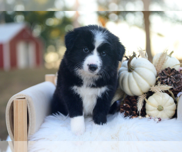 Medium Photo #2 Border Collie Puppy For Sale in CONWAY, MO, USA