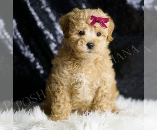 Medium Photo #2 Maltipoo Puppy For Sale in WARSAW, IN, USA
