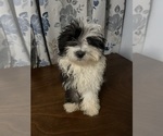 Small #45 Havanese