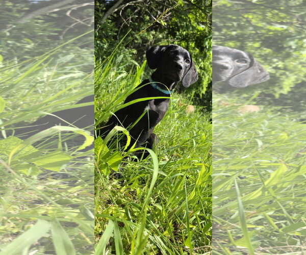 Medium Photo #2 Labmaraner Puppy For Sale in Germantown, OH, USA